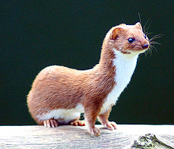 Least Weasel (mustela nivalis)