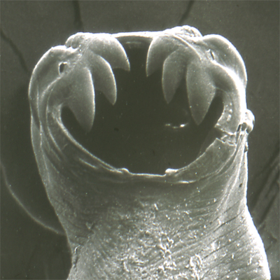 This image of the anti-book worm is still being authenticated by parasitologists
