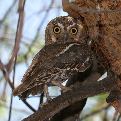 There have long been tales of the wise old owls who swoop through the windows of sleeping doctoral students in teh wee hours of the morning to finish their dissertations: new photos suggest that these stories may have basis in fact.