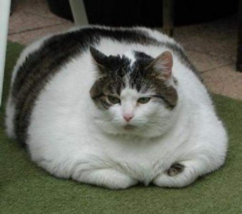 Fatcats like this one have recently been the topic of much debate, with some wondering whether rescue programs should consider euthanasia. 
