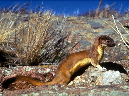 Long-Tailed Weasel (mustela frenata)