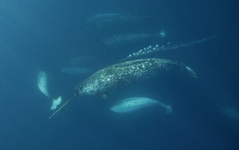 The Narwhal is subject to regulated subsistence hunting by Inuit people in Northern Canada and Greenland. Narwhals were once hunted by Vikings, who prized both the meat and horns; narwhals were thought to be related to unicorns, and to have magical powers-- their horns were thus worth more their weight in gold. 