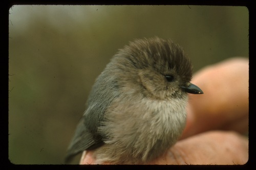 This tiny bushtit is likely a male, as females typically have light eyes. Note the size of the bird in relation to the handler's fingers (shown)
