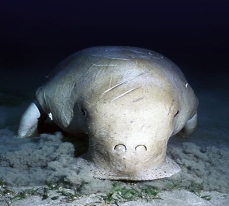the dugong, a cross between a humanatee and a vacuum cleaner. 