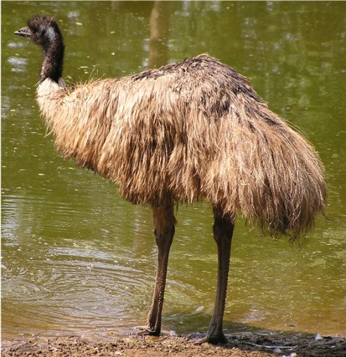this emu is already looking for another mate