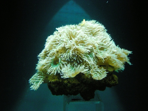 figure 1: the sea anemone, sublime and strange