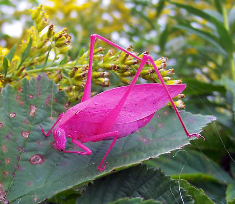 This Pink amblycorypha katydid gave his bride a gift, but she wishes he katy-didn't
