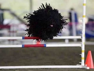this mid-air mass of moving dreadlocks is actually a puli dog on an agility course