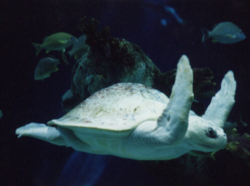 A near cousin to the well-known cartoon heroes, this is an adolescent albino kung-foo seaturtle