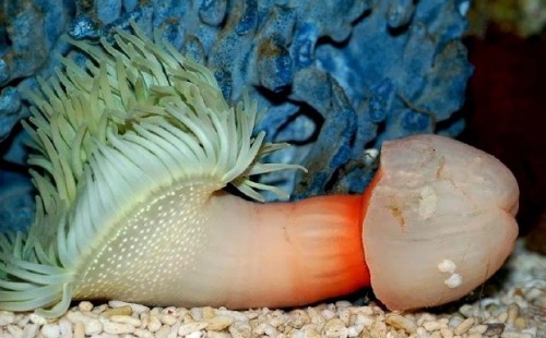 figure 3: the sea anemone, in all of its earthy profanity. 