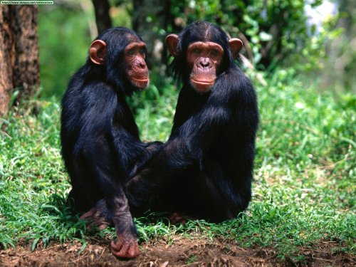 Chimps- mother nature's "working girls"