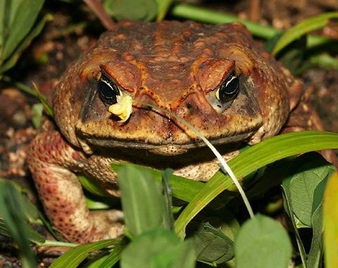 cane-toad-2