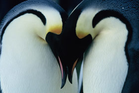 050819_penguins1