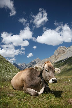 250px-CH_cow_2